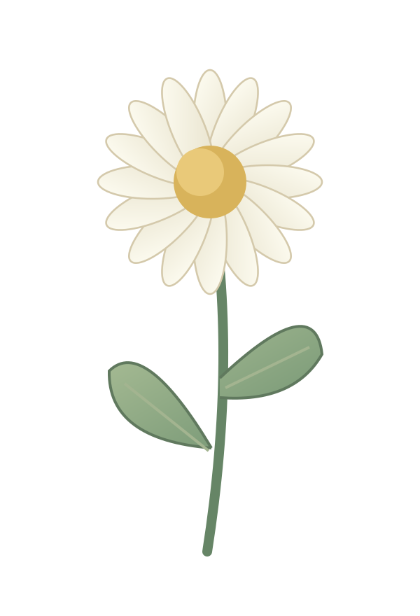 完整的雛菊植物插畫